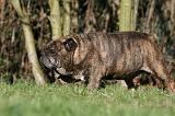BULLDOG ANGLAIS 074